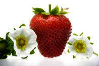 eves_delight_1 eves_delight_1